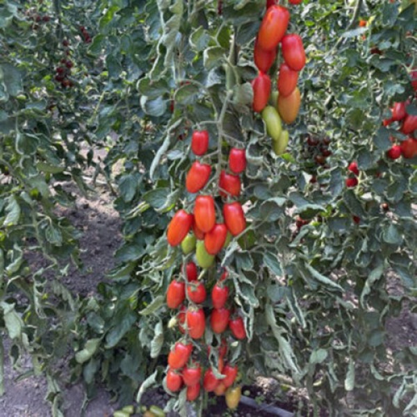 Візард F1 (6708 F1) насіння помідора індетермінантного коктельного (Lark Seeds)