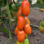 Візард F1 (6708 F1) насіння помідора індетермінантного коктельного (Lark Seeds)