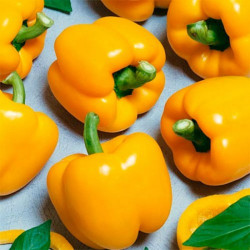 Жовтий куб F1 насіння перцю солодкого (GL Seeds)