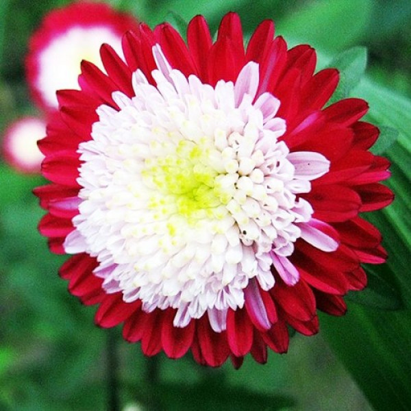 Зимова вишня насіння айстри (GL Seeds)