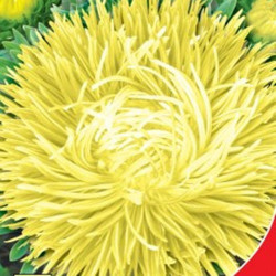 Золотий дракон насіння айстри голчастої (GL Seeds)