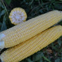 Страйк F1 (1525 F1) насіння кукурудзи суперсолодкої Sh2 (Spark Seeds)