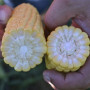 Форвард F1 (1709 F1) насіння кукурудзи суперсолодкої Sh2 (Spark Seeds)