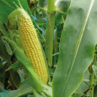 3517 F1 семена кукурузы суперсладкой Sh2 (Spark Seeds)