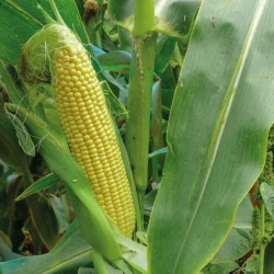3517 F1 семена кукурузы суперсладкой Sh2 (Spark Seeds)