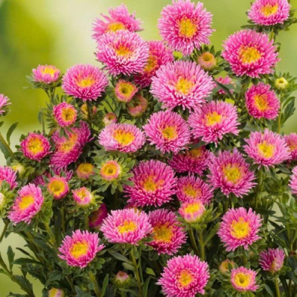 Арлекін рожевої (Pink) насіння айстри (Satimex)