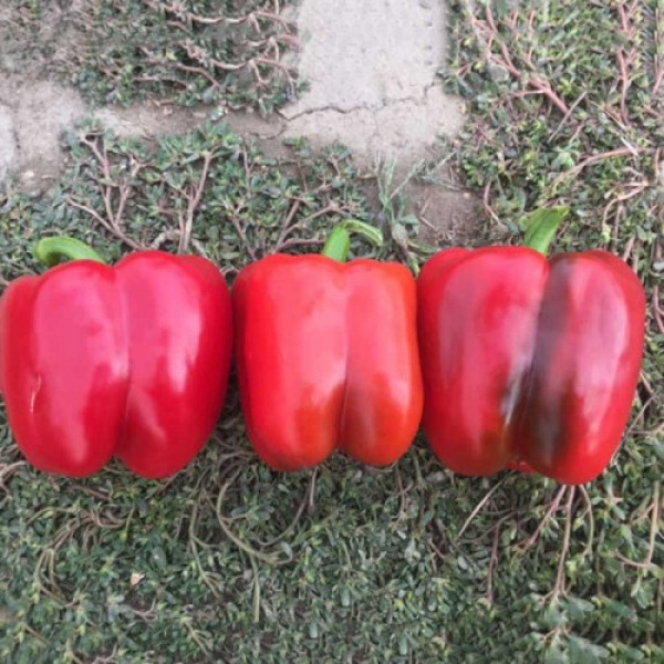 Аида F1 семена перца сладкого тип Блочный ранний (Lark Seeds)