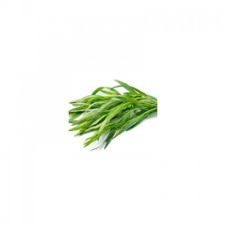 Байкал насіння тархуна (GL Seeds)