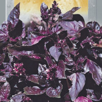 Базилік фіолетовий насіння (GL Seeds)