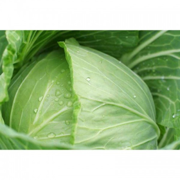 Білосніжка насіння капусти білоголової (Hortus)