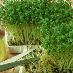 Беро (1 врожай) набір для вирощування мікрозелені (Agrocity)