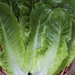 Бионда Монтаре семян салата ты Ромен (Hortus)