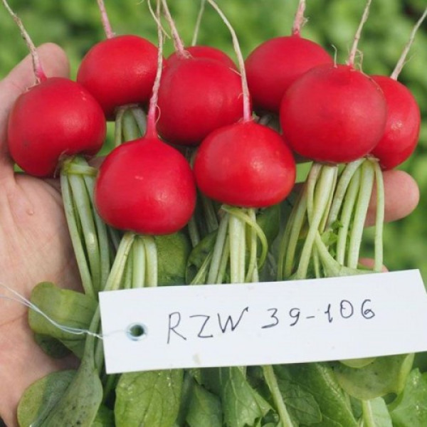 Бодиам F1 (3,00-3,25) семена редиса (Rijk Zwaan)
