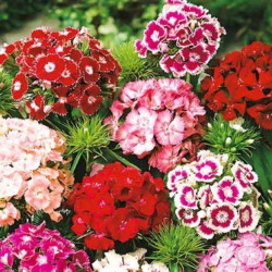 Гвоздика бородата суміш (mix) насіння (Moravoseed)