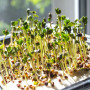 Брокколи семена микрозеленые (Agrocity)