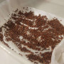 Брокколи семена микрозеленые (Agrocity)