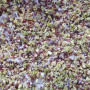 Брокколи семена микрозеленые (Agrocity)
