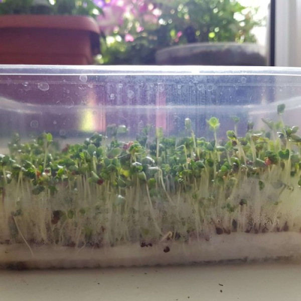 Брокколи семена микрозеленые (Agrocity)