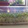 Брокколи семена микрозеленые (Agrocity)