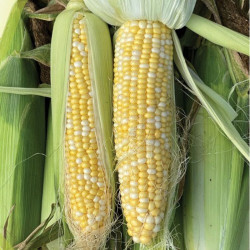 БСС 1075 F1 (BSS 1075 F1) семена кукурузы суперсладкой Sh2 биколор (Syngenta)