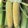 БСС 1075 F1 (BSS 1075 F1) семена кукурузы суперсладкой Sh2 биколор (Syngenta)