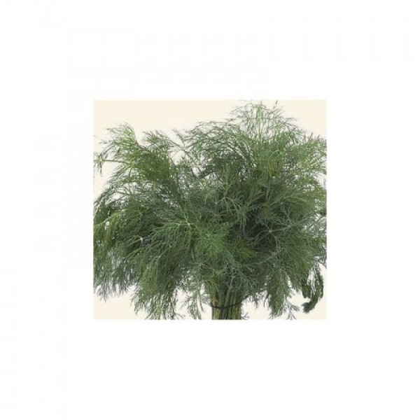 Дукат семян укропа (Hortus)
