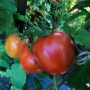 Энигма F1 семена помидора индетерминантного (Lark Seeds)
