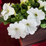 Еспресо гранде Вайт F1 (White) насіння петунії грандіфлора (Floranova)