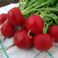Эстер семечки редиски (Moravoseed)