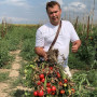 ЕС 2104 (EZ 2104) F1 семена помидора детерминантного (LibraSeeds)