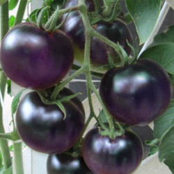 Фіолетовий насіння помідора індетермінантного (GL Seeds)