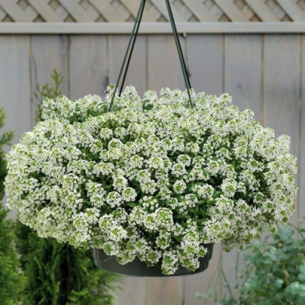 Гіга білий (white) насіння аліссума (Benary)