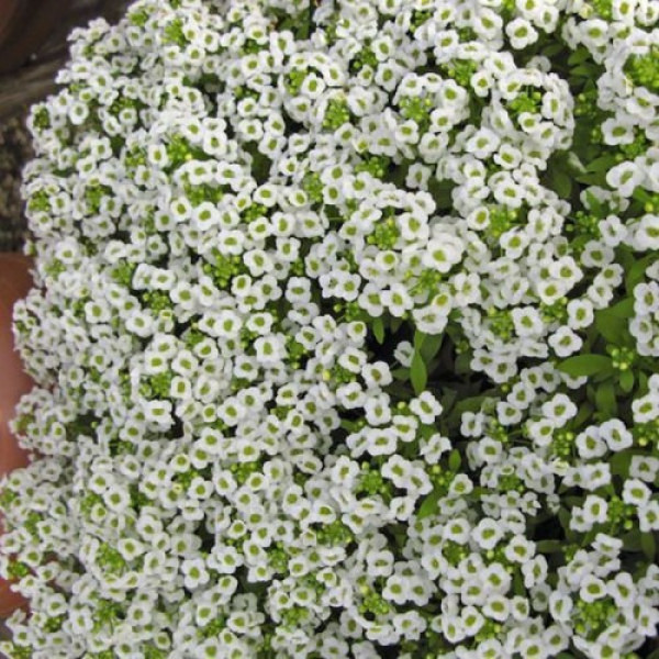 Гіга білий (white) насіння аліссума (Benary)