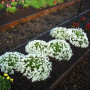 Гіга білий (white) насіння аліссума (Benary)