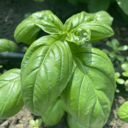 Грін Дом насіння базиліка (Lark Seeds)