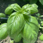 Грин Дом семян базилика (Lark Seeds)