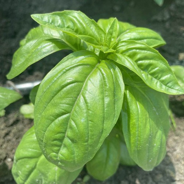 Грин Дом семян базилика (Lark Seeds)
