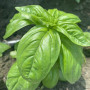 Грин Дом семян базилика (Lark Seeds)