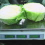 Грін Флеш F1 (Green Flash F1) насіння капусти білоголової (Seminis)