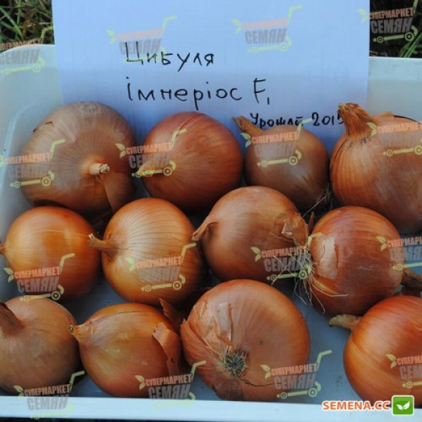 Империос F1 семян лука репчатого желтого (Lark Seeds)