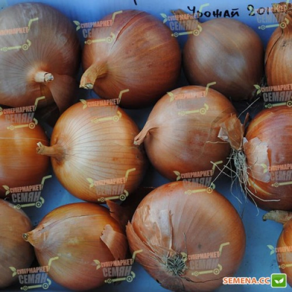 Империос F1 семян лука репчатого желтого (Lark Seeds)