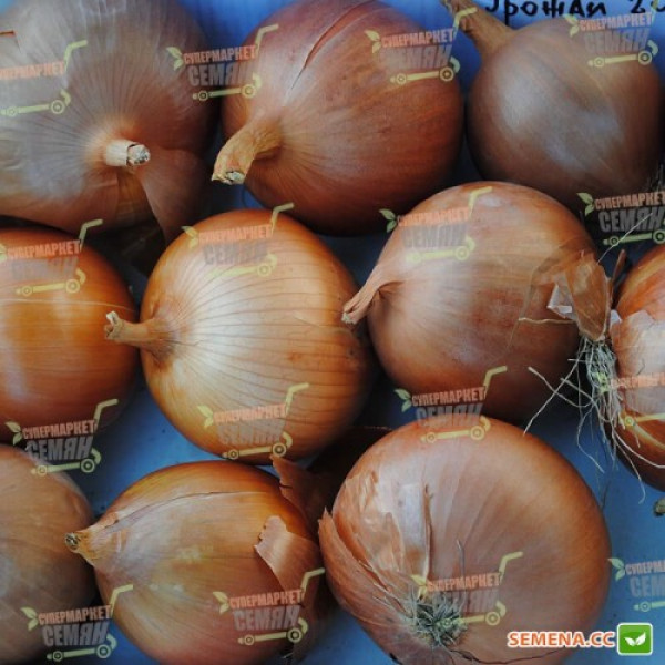 Империос F1 семян лука репчатого желтого (Lark Seeds)