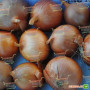Империос F1 семян лука репчатого желтого (Lark Seeds)