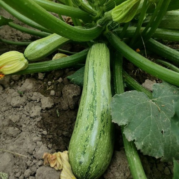 Ларри F1 (INX 5273 F1) семена кабачка раннего 40-45 дн. полосатость. темно-зеленого (Innova Seeds)