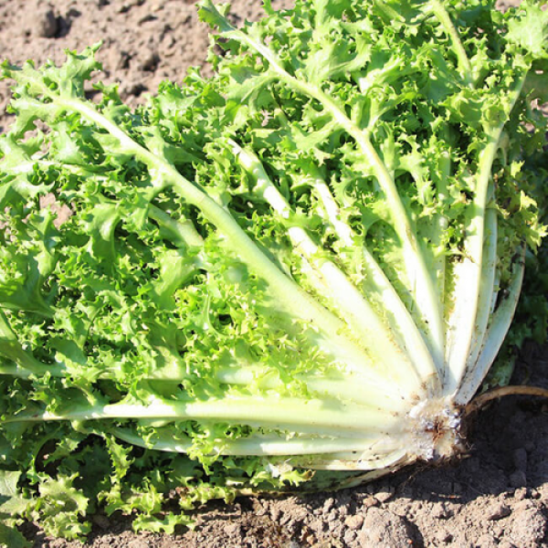 Валон семена салатного цикория тип Фризе (Hortus)