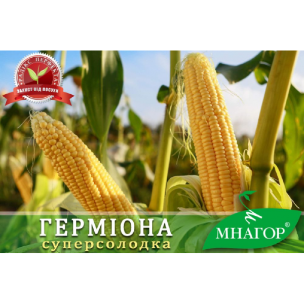 Герміона F1 насіння кукурудзи суперсолодкої Sh2 (Мнагор)