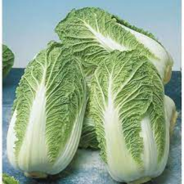 Яморі (КС 340) F1 насіння капусти пекінської (Kitano Seeds)