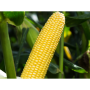 Шайнрок F1 семена кукурузы суперсладкой Sh2 (Syngenta)