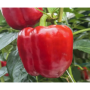 Катан F1 (KS 04 F1) насіння перцю солодкого (Kitano Seeds)