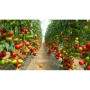 Клад F1 семян помидора индетерминантного (Lark Seeds)
